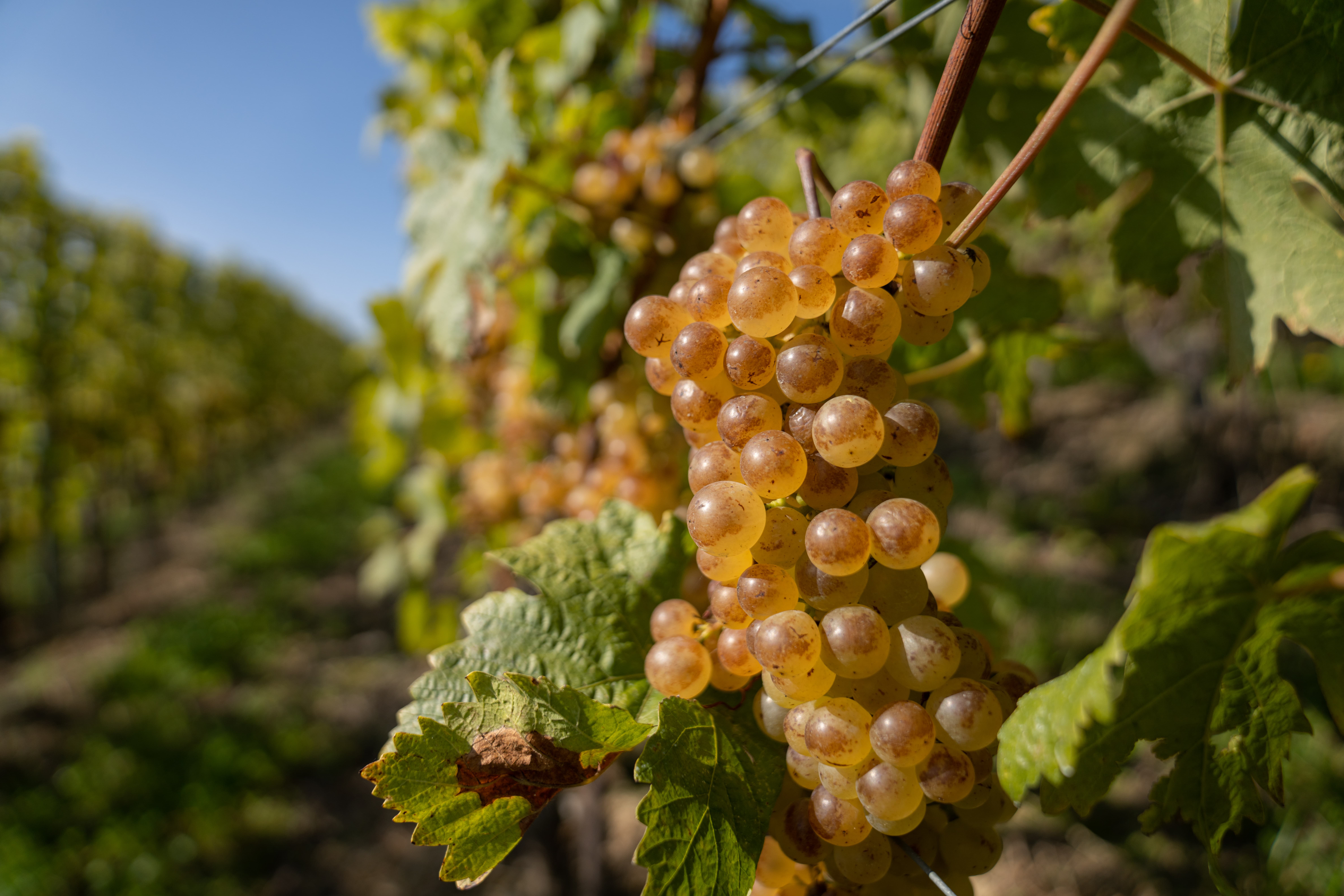 Domaine Porta — photo 1