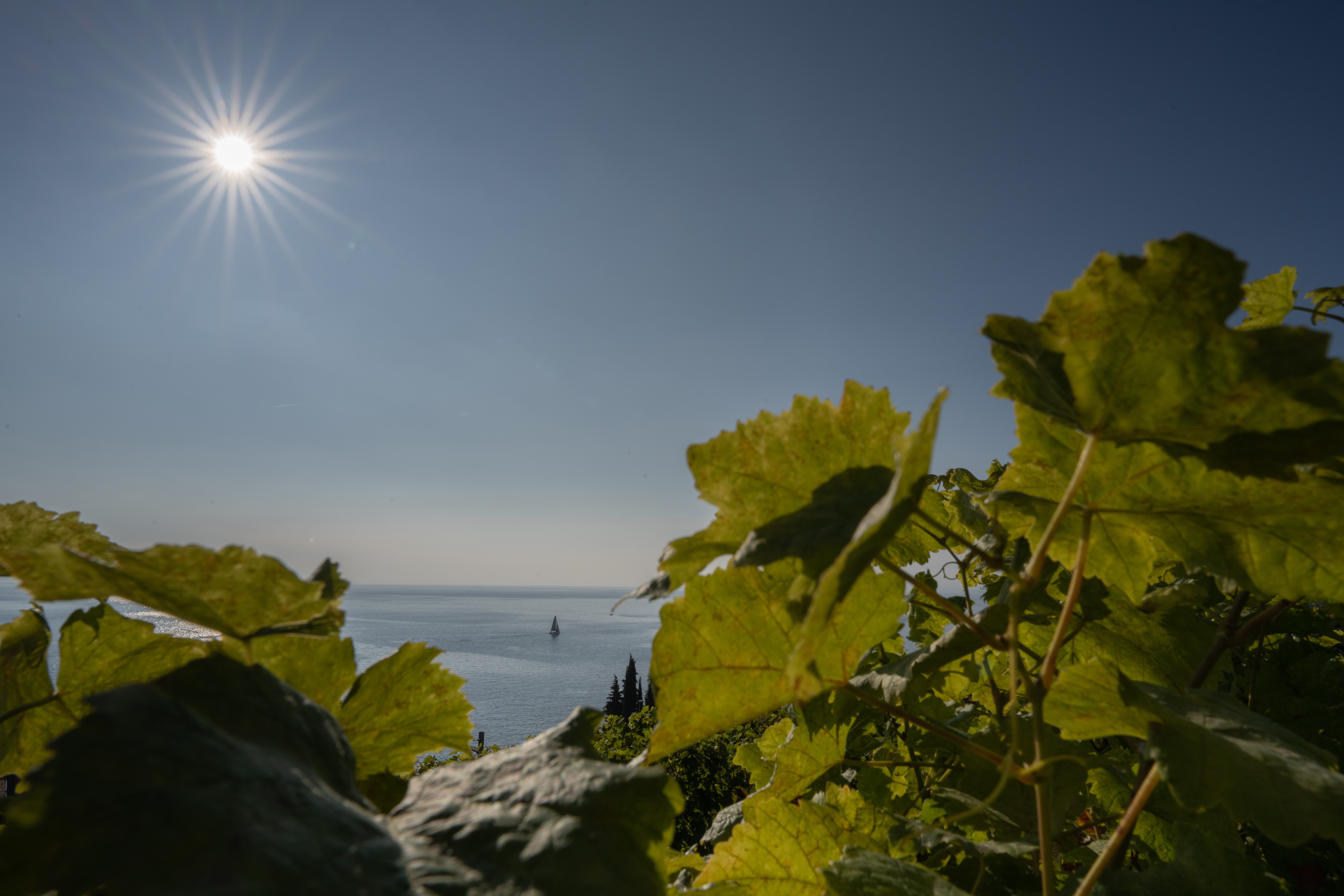 Domaine Porta — photo 4