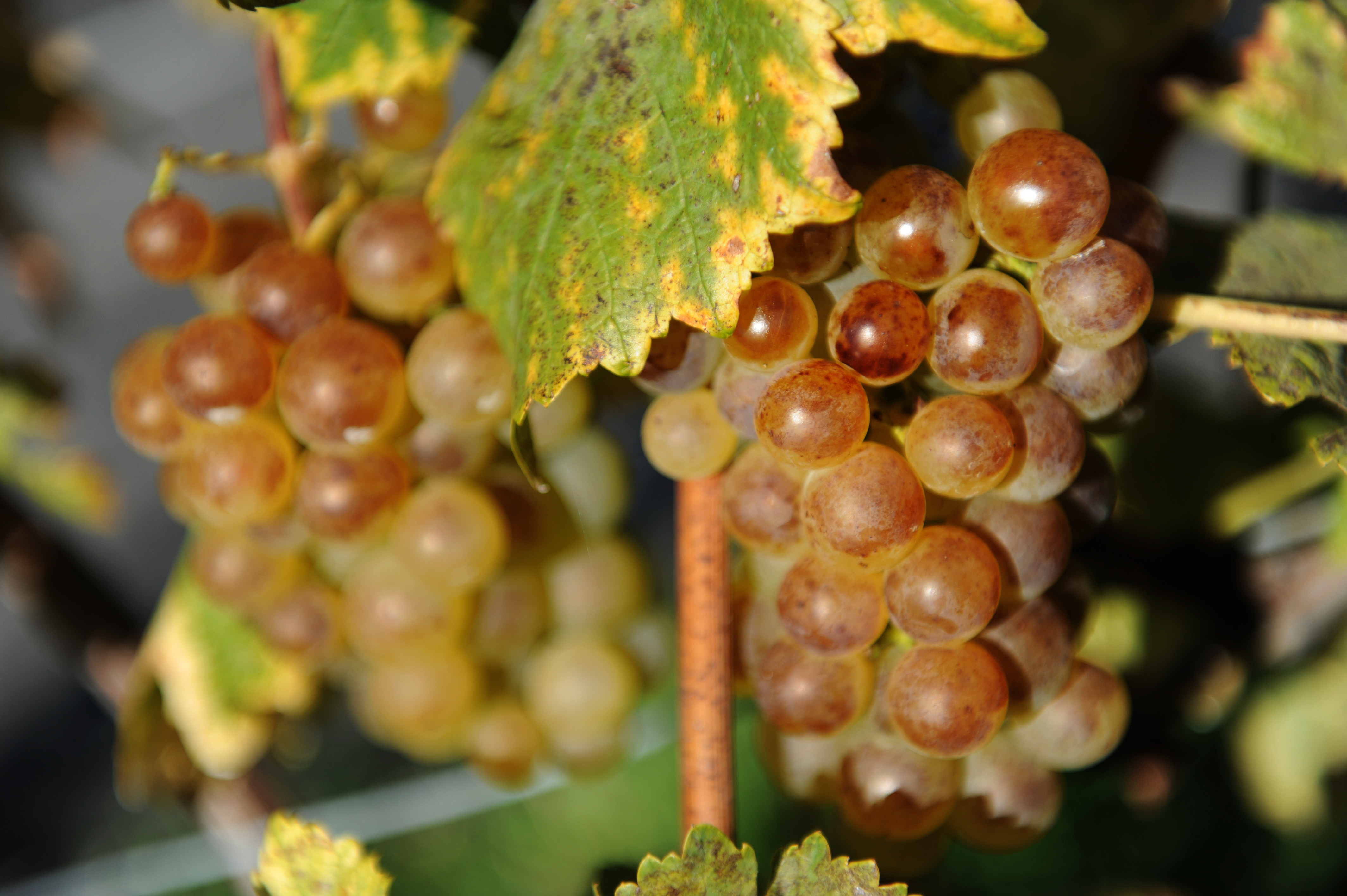 Terrasses de Lavaux dominant le lac Léman