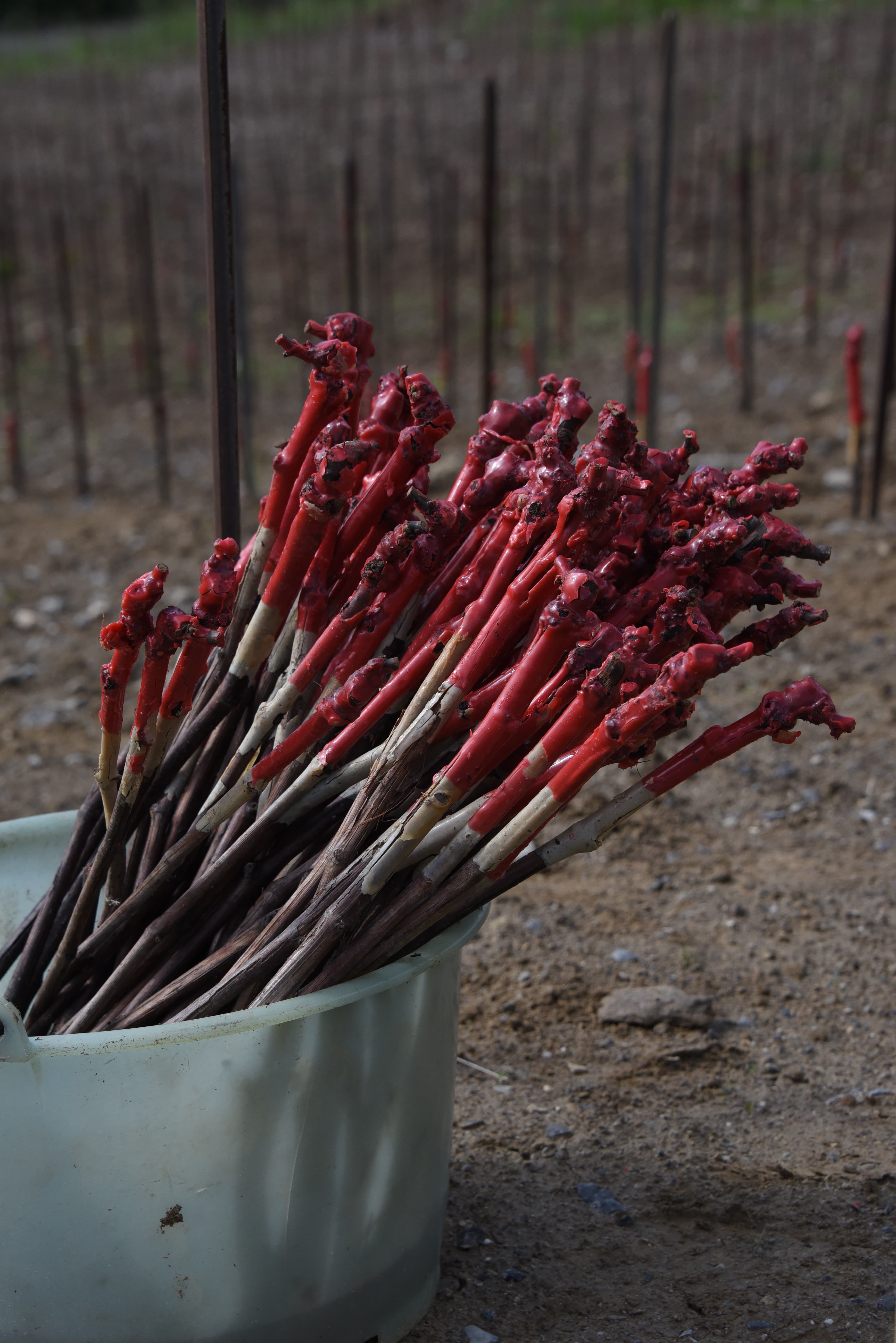 Boutures de vigne avec cire rouge, prêtes à la plantation