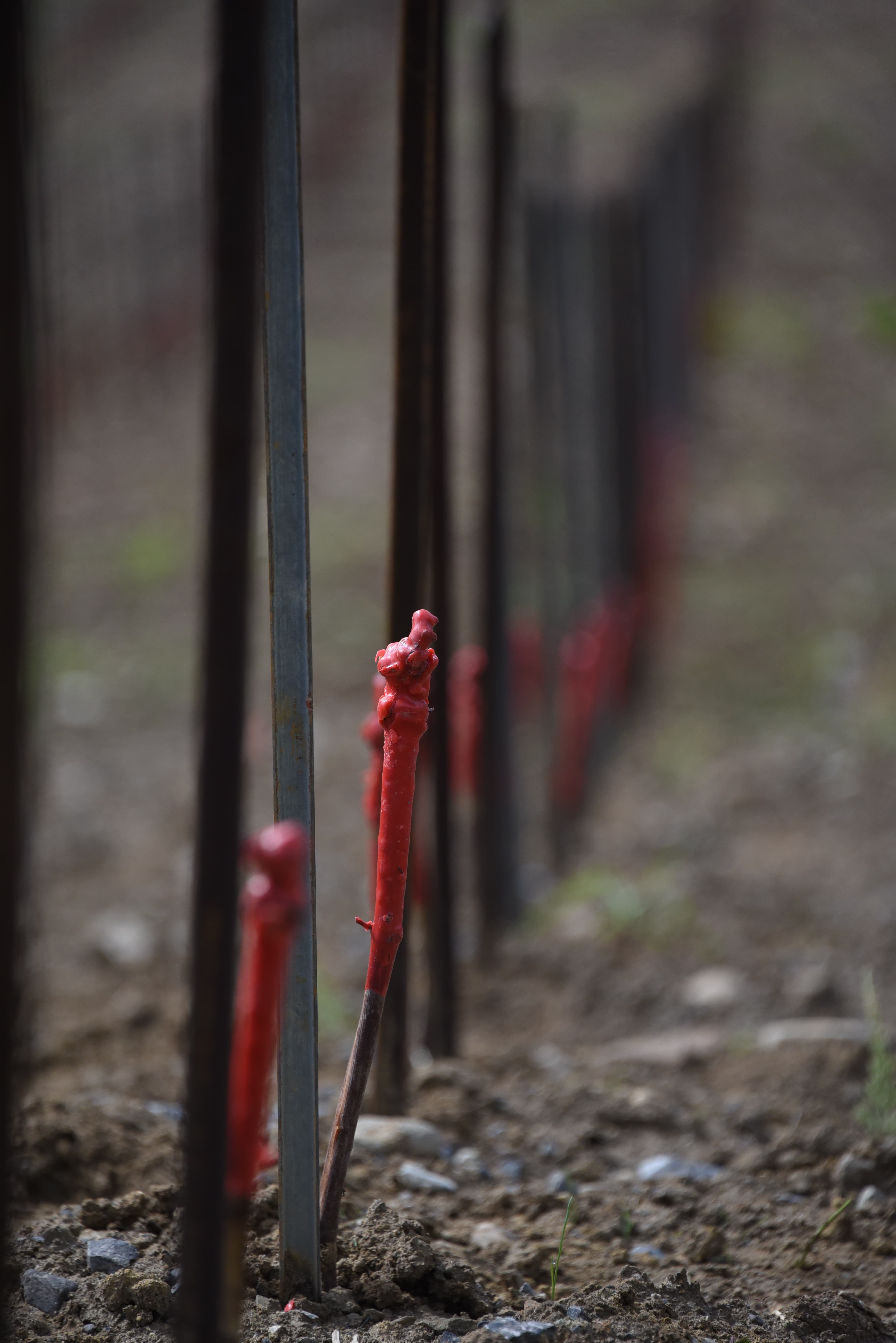 Boutures plantées en rang dans les vignes du Domaine Porta